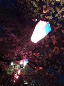 柏尾川の夜桜２