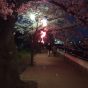 柏尾川の夜桜